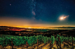 Lobo Wine Napa Valley