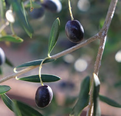 olive oil pic