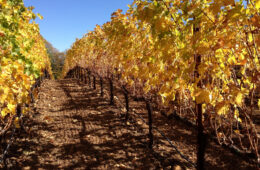 angwin estate vineyards
